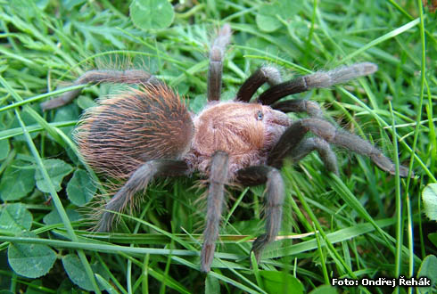 Aphonopelma albiceps? - female