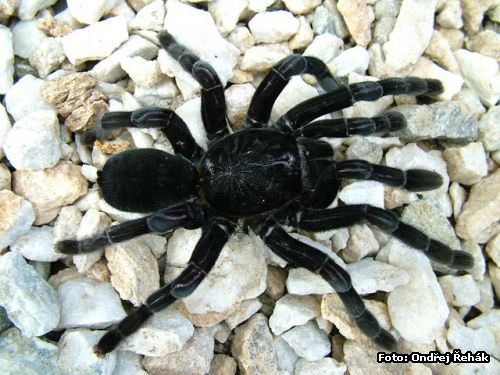 Borneo Spiders