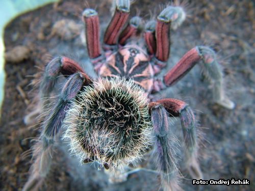 Xenesthis immanis - adult male