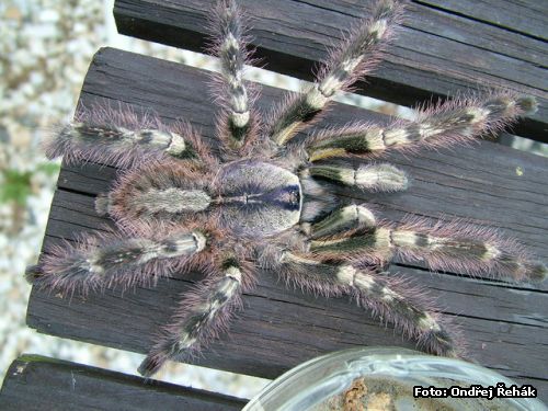 Poecilotheria regalis - male / male - indie !!