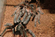 Mating - Nhandu carapoensis