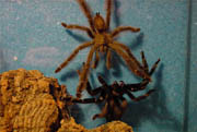 Gallery of mating tarantulas