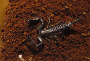 Iomachus politus - Kenya