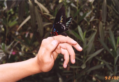 'Ochočený' motýl na motýlí farmě (<i>samec Trogonoptera brookiana</i>)<br />Butterfly farm - (<i>samec Trogonoptera brookiana</i>). Nice pet :o)