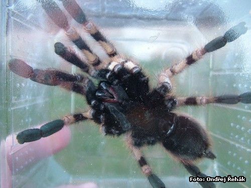 Poecilotheria formosa - Samec - Adult - spodek