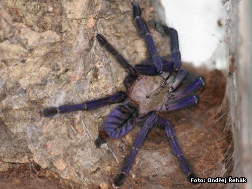 Cyriopagopus spec blue 2 Malaysie - female