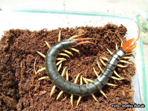 Scolopendra subspinipes mutilans - female