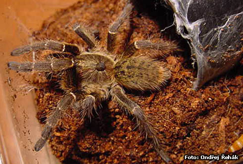 Ceratogyrus bechuanicus - spiderling 2,5cm