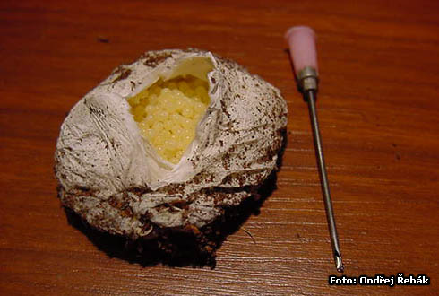 Aphonopelma bicoloratum - unimpregnated egg sack with cca 400 eggs