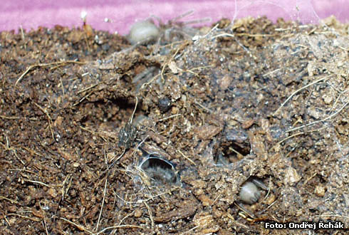 Hysterocrates hercules - Spiderlings of H.h. in a breeding group of 5-10pcs :)
