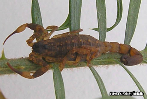 Lychas mucronatus - samice
