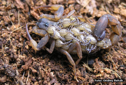 Lychas mucronatus - female s mláďaty