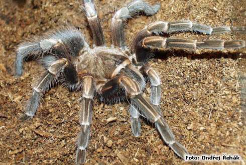 Pamphobeteus melanocephalus ? - female