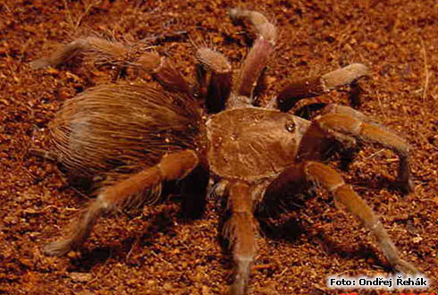 Pamphobeteus ornatus - female