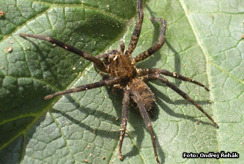 Pavouk 2 Bolivie - female