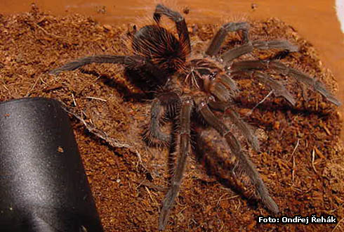 Xenesthis intermedius - male 6.Fh (moult)