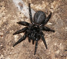 Atrax rubustus - Sydney funnel-web spider