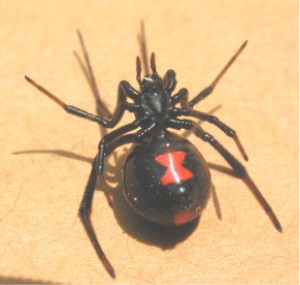 Black widow spider