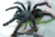 Avicularia avicularia