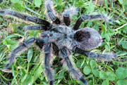 Grammostola grossa