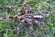 Poecilotheria fasciata