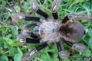 Ephebopus murinus