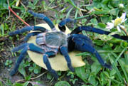 Haplopelma lividum