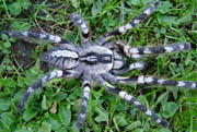 Poecilotheria regalis