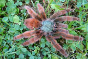 Avicularia versicolor