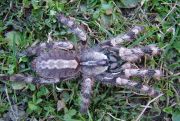 Poecilotheria pederseni