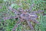 Poecilotheria rufilata