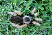 Brachypelma baumgarteni