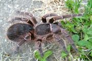 Acanthoscurria insubtilis