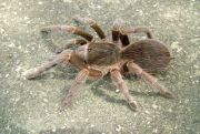 Acanthoscurria suina