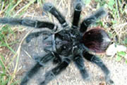 Grammostola actaeon