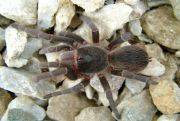 Acanthoscurria atrox