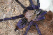 Cyriopagopus spec blue 2 Malaysie