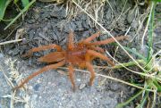 Selenobrachys philippinus