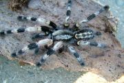 Poecilotheria miranda