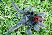 Grammostola iheringi