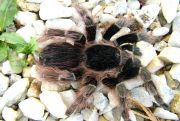 Acanthoscurria natalensis