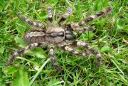 Poecilotheria striata