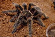 Brachypelma albopilosum