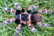 Brachypelma auratum