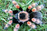 Gallery of tarantulas