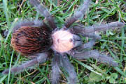 Brachypelma ruhnaui