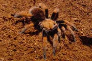 Aphonopelma bicoloratum