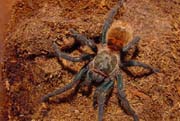 Chromatopelma cyanopubescens