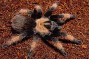 Brachypelma emilia