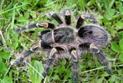 Grammostola aureostriata